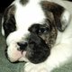 english bulldog puppy for adoption